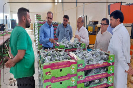 افزایش دو برابری صادرات محصولات گلخانه ای از شهرستان خاش به خارج از کشور