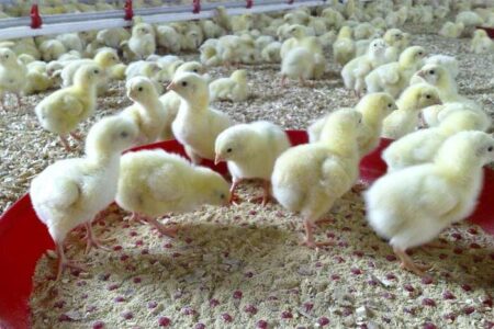 رکورد بی سابقه ۲۰ میلیون قطعه جوجه ریزی در واحدهای مرغداری سیستان وبلوچستان