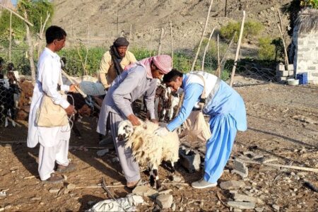 ۶۰۰ هزار خدمت به دامدران در مناطق محروم استان سیستان و بلوچستان