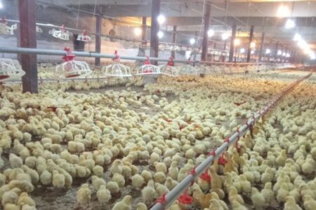 رکورد جوجه ریزی در واحدهای مرغداری سیستان وبلوچستان