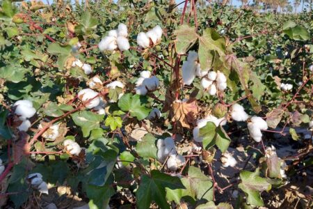 کشت یک هزار هکتار پنبه در سیستان و بلوچستان