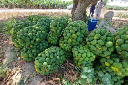 برداشت انبه در سیستان و بلوچستان آغاز شد