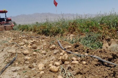 آغاز برداشت سیب زمینی ۲۲۰ هکتار  از مزارع شهرستان خاش
