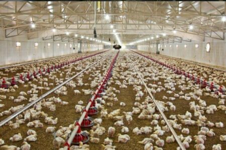 رشد ۲۵ درصدی جوجه ریزی در مرغداری‌های سیستان و بلوچستان