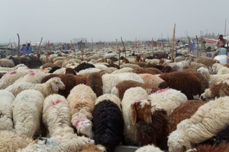 ۱۴ هزار رأس دام عشایر سیستان و بلوچستان در عید قربان عرضه می‌شود.