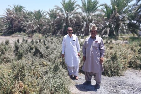 چین اول حنا در سطح ۵۴۵۰ هکتار از اراضی کشاورزی دلگان آغاز شد