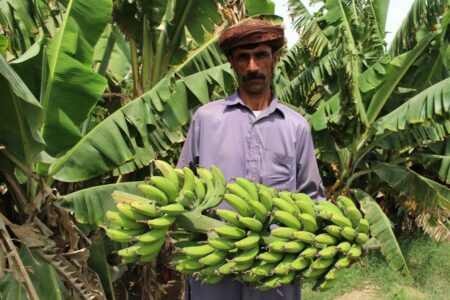 برداشت موز در سیستان و بلوچستان از مرز ۳۰ هزار تن گذشت