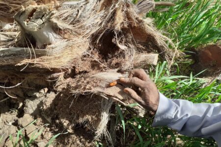 ردیابی آفت سوسک سرخرطومی خرما در بیش از ۶۵۰۰ هکتار از نخلستان های سیستان‌وبلوچستان