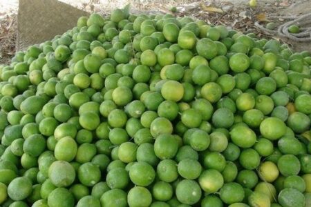 آغاز برداشت لیمو ترش ۱۱۰ هکتار از باغات شهرستان راسک