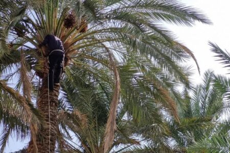 برداشت ۲۵۰۰ تن خرما در سیستان و بلوچستان