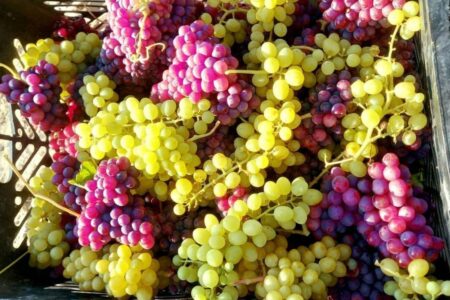 حدود ۴۰ هزار تن انگور یاقوتی در سیستان و بلوچستان برداشت شد