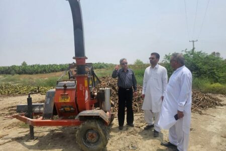 ۲ میلیون تن پسماند میوه‌های گرمسیری سیستان و بلوچستان منبع غنی تولید خوراک دام است