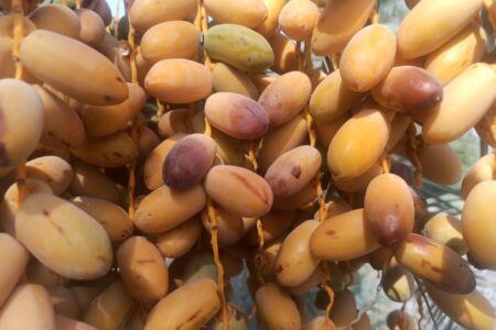 برداشت خرمای زودرس از نخلستان‌های بارورفنوج آغاز شد