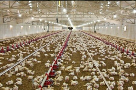 تولید افزون بر یکهزار تن گوشت مرغ در زاهدان