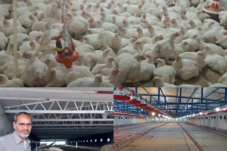 سومین واحد مرغداری در شهرستان دلگان به بهره برداری رسید