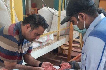 خرید ۸۵۰ تن گندم بذری از کشاورزان سیستان و بلوچستان