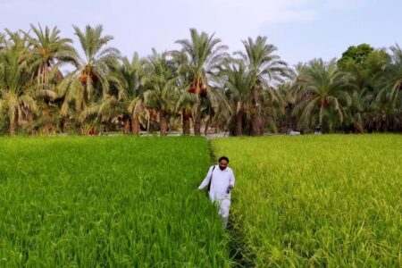 بیشترین اراضی نیکشهر با ۷۰۰ هکتار به کشت برنج اختصاص دارد
