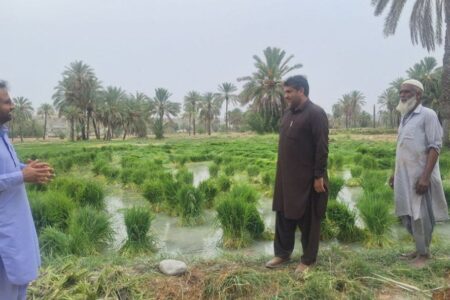 آغاز کشت برنج در سطح ۲۸۰ هکتار از اراضی شهرستان راسک