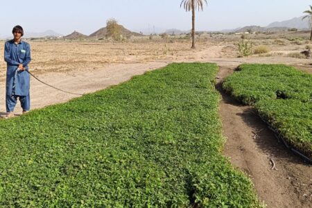 کاشت ۴۰ هکتار گوجه فرنگی در شهرستان فنوج با پیش‌بینی برداشت ۱۶۰۰ تن محصول