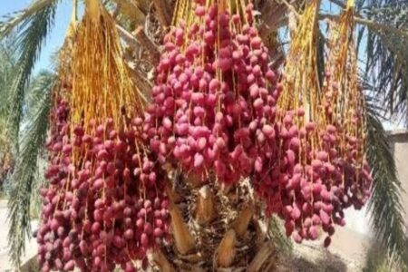 از برداشت خرما در نخلستان های زاهدان تا رکورد جوجه ریزی مرغداری های سیستان و بلوچستان