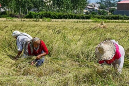 آغاز برداشت برنج در ۶۴۰ هکتار از شالیزار های شهرستان سرباز