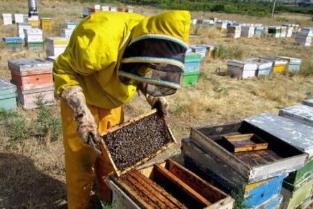 رونق زنبور داری در شهرستان خاش