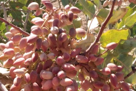 تفتان؛ قطب طلای سبز در دل سیستان و بلوچستان