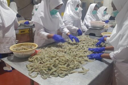 برداشت بیش از هزار تن میگو در سیستان و بلوچستان