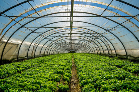 تولید بیش از ۴۰ هزارتن انواع محصولات گلخانه ای در سیستان و بلوچستان