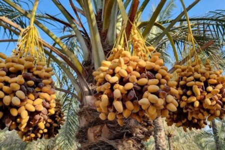 برداشت بیش‌از ۳۰۰ هزار تن خرما در سیستان و بلوچستان