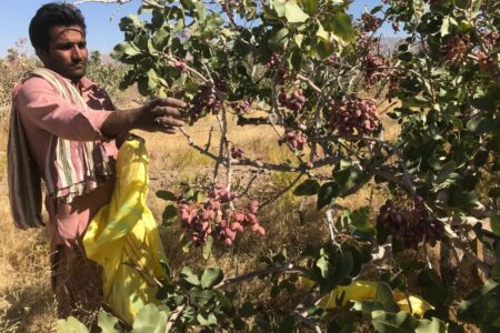 آغاز برداشت پسته از ۹۷۰۰ هکتار باغات بارور سیستان و بلوچستان