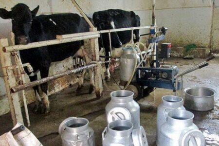 جهش بزرگ در تولید شیر زاهدان؛ ظرفیت روزانه به ۲۰۰ تن رسید