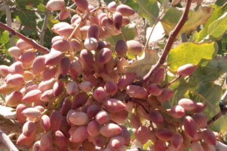 رونق تولید پسته در زاهدان؛ برداشت ۵۲۰۰ تن محصول از باغات شهرستان