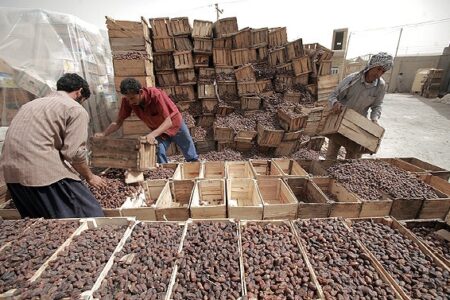 برداشت ۱۵۰ هزار تن خرما در سیستان و بلوچستان