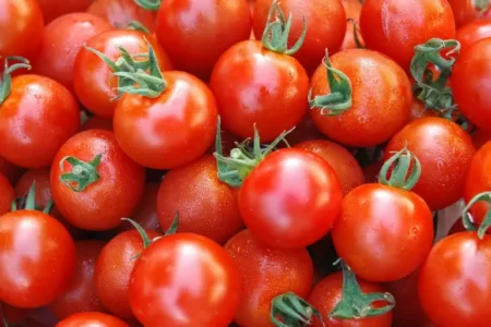 کشت گوجه فرنگی در شهرستان زرآباد