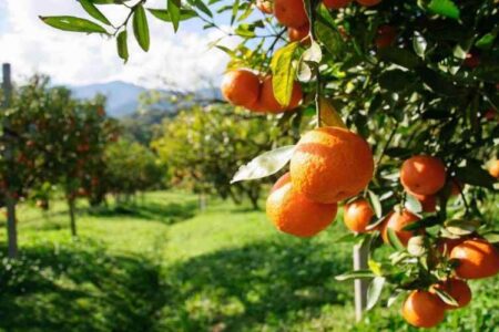 ۱۰ هزار تن مرکبات در سیستان و بلوچستان برداشت شد