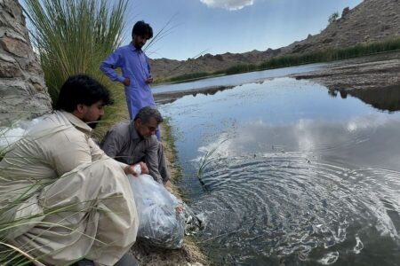 رها سازی ۶۰ هزار قطعه بچه ماهی کپور نقره ای در آب بندهای شهرستان سرباز