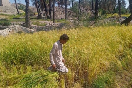 حد نگاری ۷۶ درصد اسناد مالکیت اراضی کشاورزی سیستان و بلوچستان