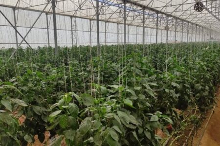 ۲۵۶ واحدگلخانه خانگی در مهرستان به بهره‌برداری رسید