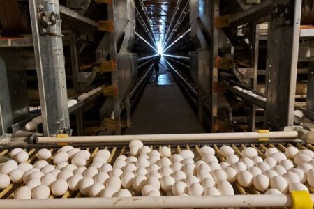 ساخت ۱۶ واحد جدید پرورش مرغ تخمگذار در سیستان و بلوچستان