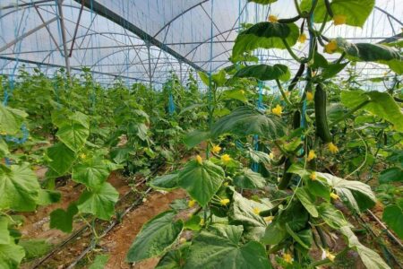 برداشت محصولات گلخانه‌ای در شهرستان خاش آغاز شد