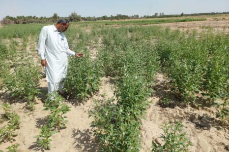 کشاورزان دلگان ۱۳۷۰ هکتار دانه روغنی کنجد کشت کردند