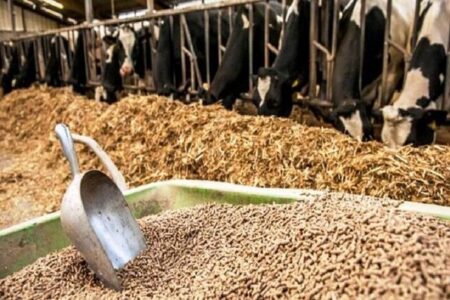 کشف ۱۰ تن نهاده دامی غیرمجاز در زاهدان