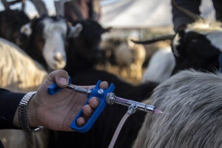 واکسیناسیون بیش از ۲ میلیون دام علیه تب برفکی