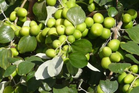 آسفالت ۱۲۰ کیلومتر جاده دسترسی به مزارع چابهار نیازمند تخصیص اعتبار است