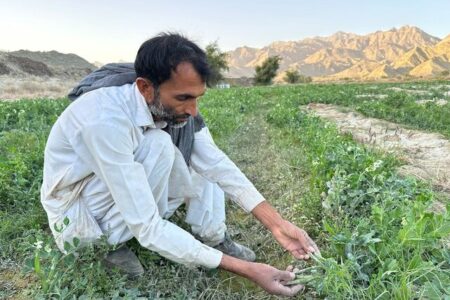 آغاز برداشت نخود سبز در شهرستان سرباز
