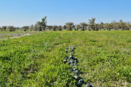 اختصاص ۱۸۰۰ هکتار از اراضی کشاورزی به کشت پاییزه در نیکشهر