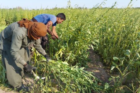 برداشت  کنجد ۱۹۴۰ هکتار  از زمین های کشاورزی سیستان وبلوچستان