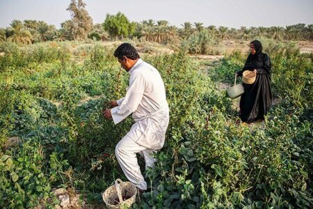 برداشت چای ترش در شهرستان دلگان آغاز شد