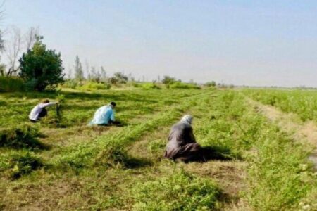 بیش‌از ۱۶ هزار تن حنا در سیستان و بلوچستان برداشت شد